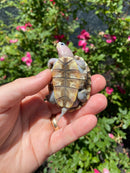 Ornate Diamondback Terrapin Female