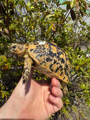 Libyan Greek Tortoise Adult Female