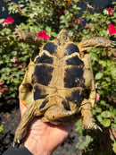 Eastern Hermann's Tortoise Adult Male