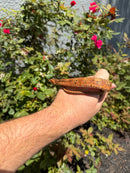 Red Salt Marsh Water Snake Adult Female
