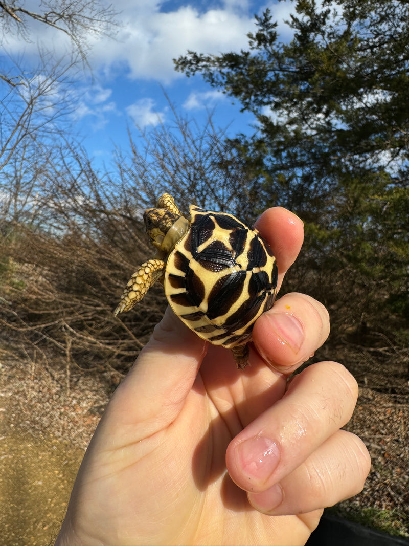 Sri Lankan Star Tortoise 2024