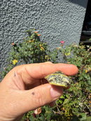 Pastel Clown River Cooter Turtle Baby 2026