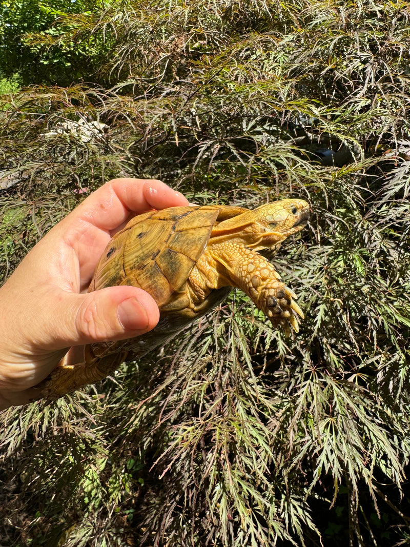 Syrian Golden Greek Tortoise Pair