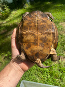 Adult Leaf Turtle Group 1.3 (Cyclemys oldhamii)