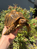 Sri Lankan Star Tortoise 2010