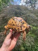 Libyan Greek Tortoise Adult Female