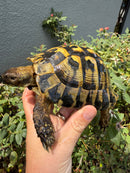 Eastern Hermann's Tortoise Adult Male