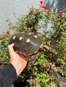 Red Foot Tortoise Adult Female