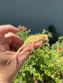 Crimson Red Albino Green Iguana 2026