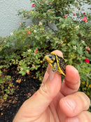 HI YELLOW Florida Box Turtle