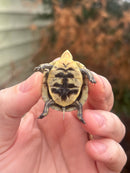 HI YELLOW Florida Box Turtle Baby