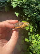 Pancake Tortoise Baby