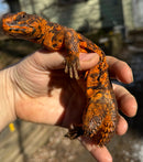 Red Niger Uromastyx Adult Pair