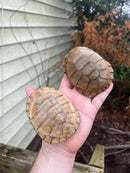 Leucistic African Helmeted Turtle Adult Trio (Pelomedusa subrufa)