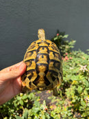 Eastern Hermann's Tortoise Adult Male