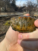 Japanese Pond Turtle 1.3 (Mauremys japonica) (Priced As Group)