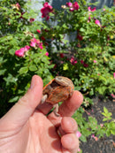 Hypo Peach Geoffroy's Sideneck Turtle