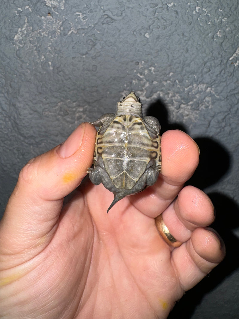 Hi White Concentric Diamondback Terrapin 2024