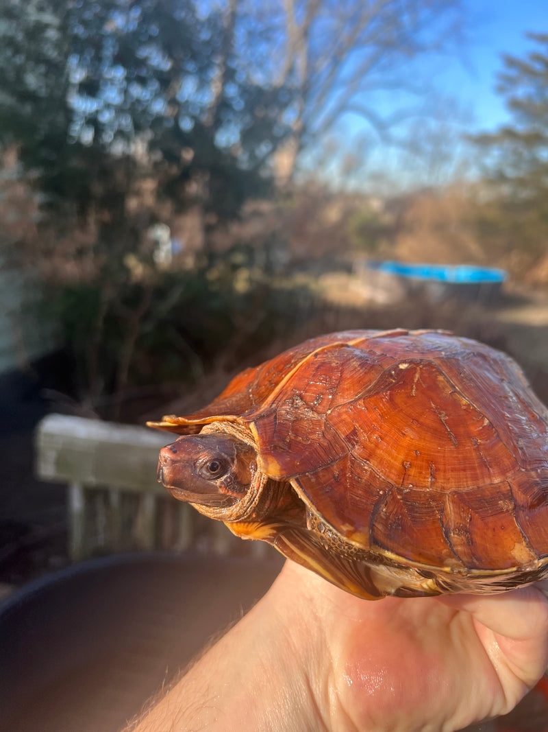 Adult Spiny Turtle Spiny Hill Turtles For Sale | American Reptile Distributors