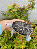Ornate Diamondback Terrapin Female