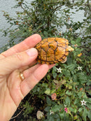 Hypo Stripe-necked Musk Turtle Adult Female