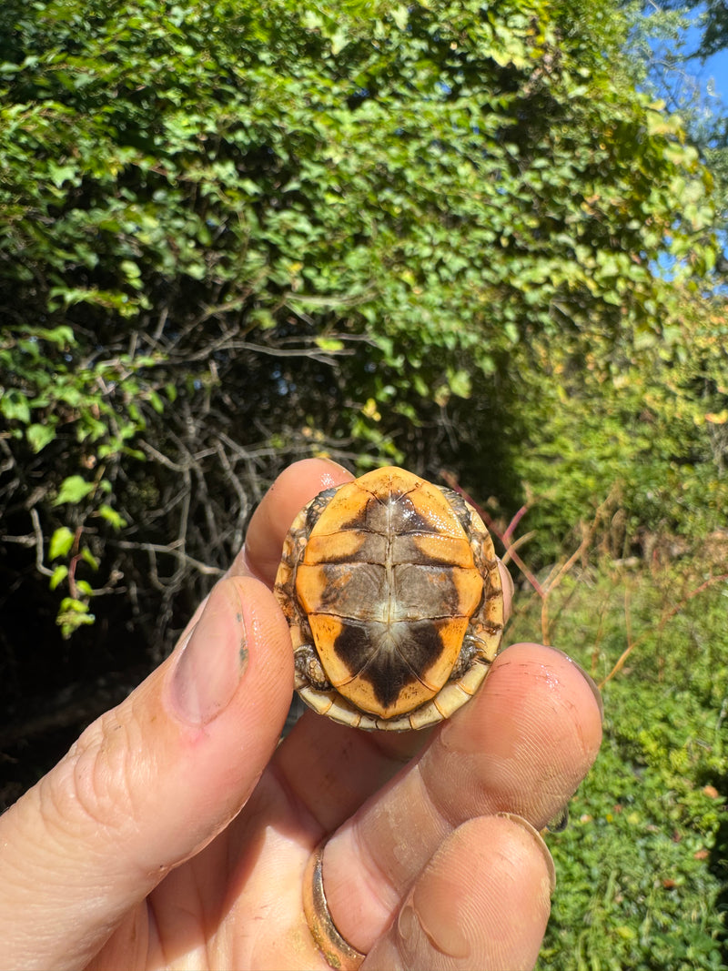 Hi Color Orange Baby Eastern Box Turtle