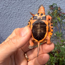 Vietnamese Three-striped Box Turtle
