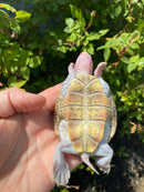 Ornate Diamondback Terrapin Female