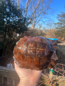 Spiny Hill Turtle Adult Pair