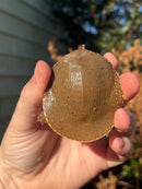 Nile Softshell Baby USA CB