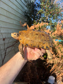 Forstens Tortoise Adult  Male 10 (Indotestudo forstenii)