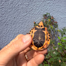Vietnamese Three-striped Box Turtle