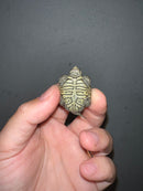 Concentric Diamondback Terrapin 2023 (Malaclemys terrapin)