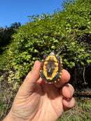 Keeled Box Turtle Baby 2025