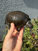 Franco-Italian Pond Turtle Adult Male