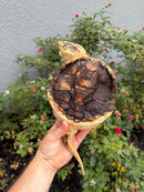 Hypomelanistic Common Snapping Turtle 2024