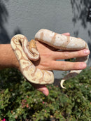 Banana Ball Python Mixed Morph Female