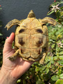 Eastern Hermann's Tortoise Adult Female