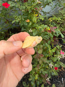Albino Mississippi Map Turtle Baby