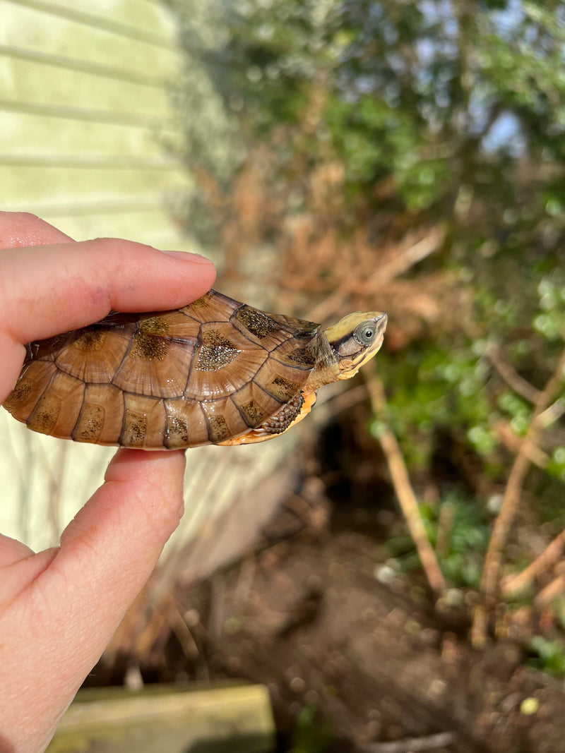 Golden Coin Box Turtle 2023