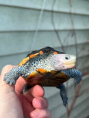 Ornate Diamondback Terrapin Female