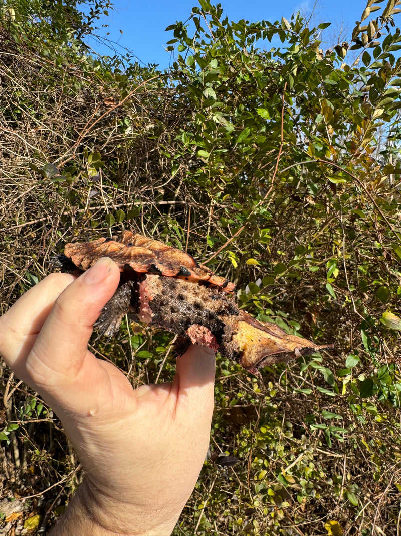 Peruvian Mata Mata