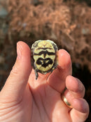 HI YELLOW Florida Box Turtle Baby