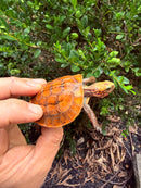 Bourret's Flowerback Box Turtle 2026