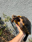 Barbados Red Foot Tortoise Adult Female