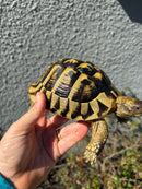 Eastern Hermann's Tortoise Adult Male