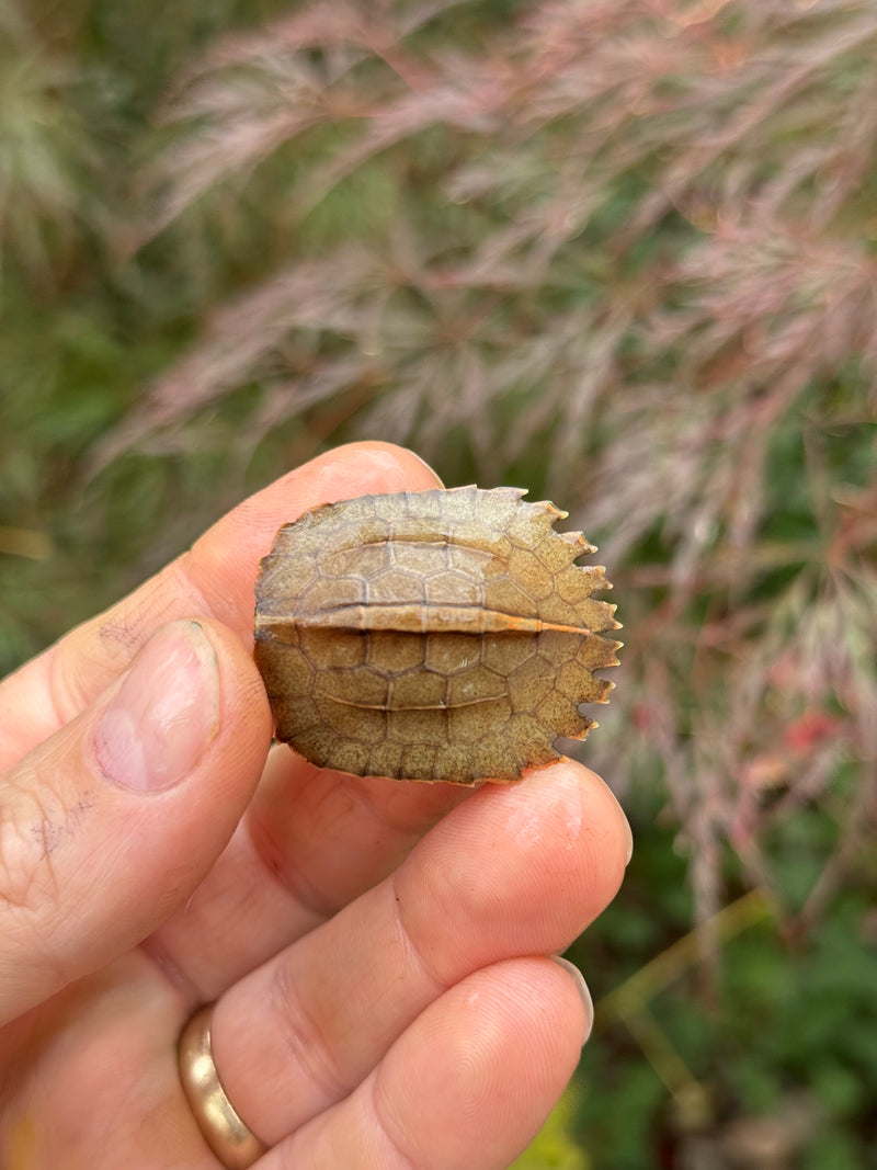 Vietnamese Black Breasted Leaf Turtle Baby 2025