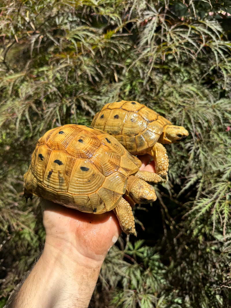 Syrian Golden Greek Tortoise Pair