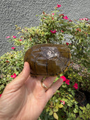 Yellow Mud Turtle Adult Pair