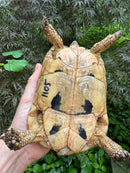 Libyan Greek Tortoise Adult Female